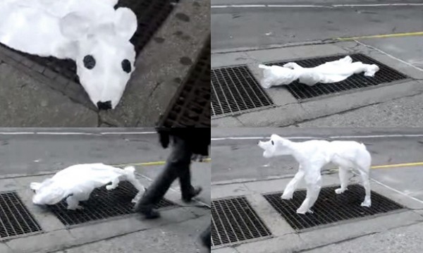 josh-allen-harris-polar_bear