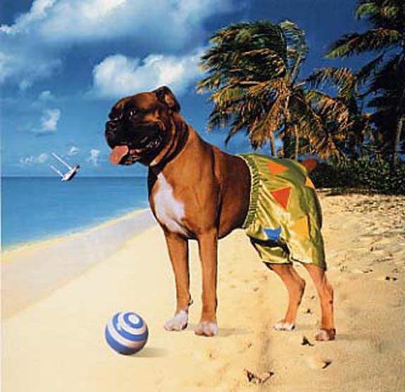 The Album Cover Album by Storm Thorgerson