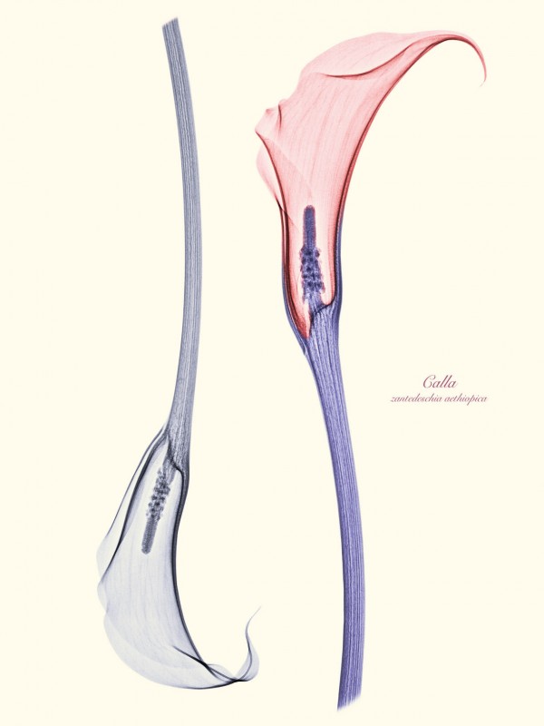 Brendan Fitzpatrick’s Floral X rays