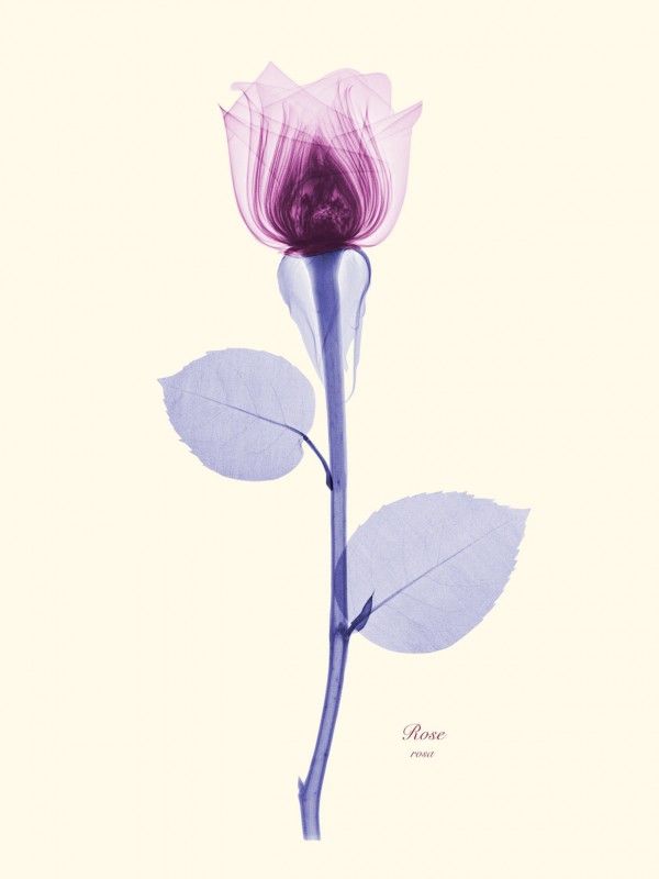 Brendan Fitzpatrick’s Floral X rays