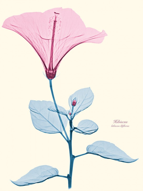 Brendan Fitzpatrick’s Floral X rays