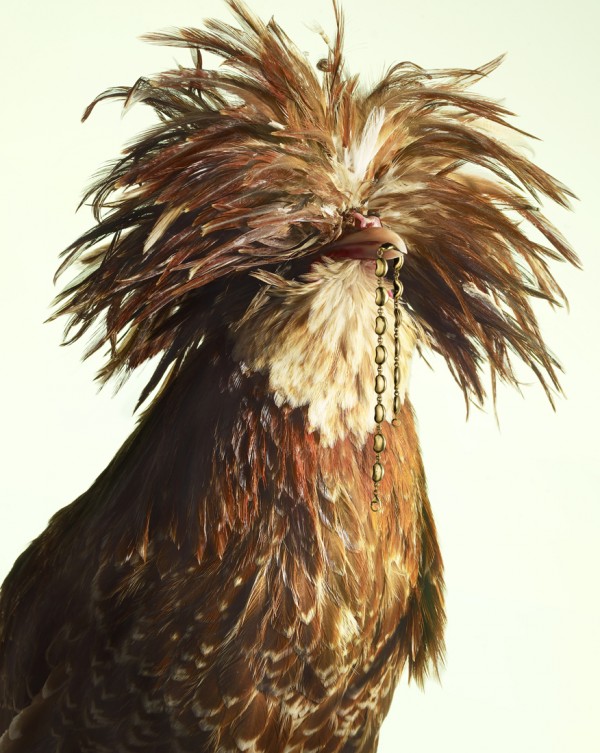 luxury chicks peter lippmann