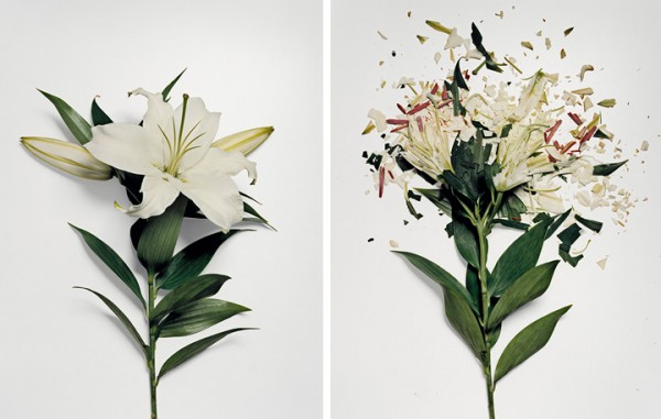 jon shireman borken flowers