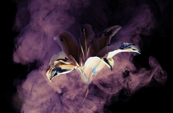 Henry Hargreavess Smoke and Lily Photography Series