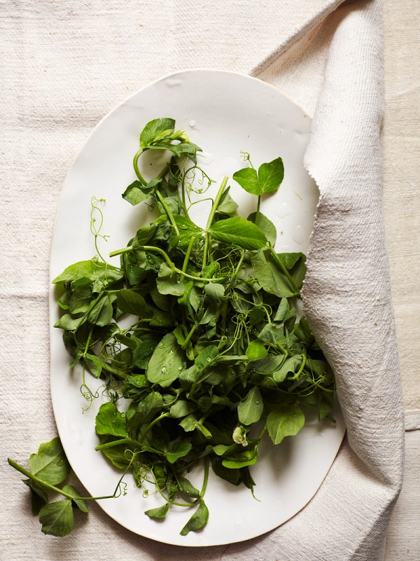 Pea Shoots