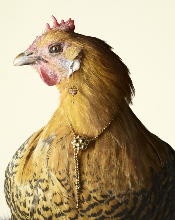 luxury chicks peter lippmann