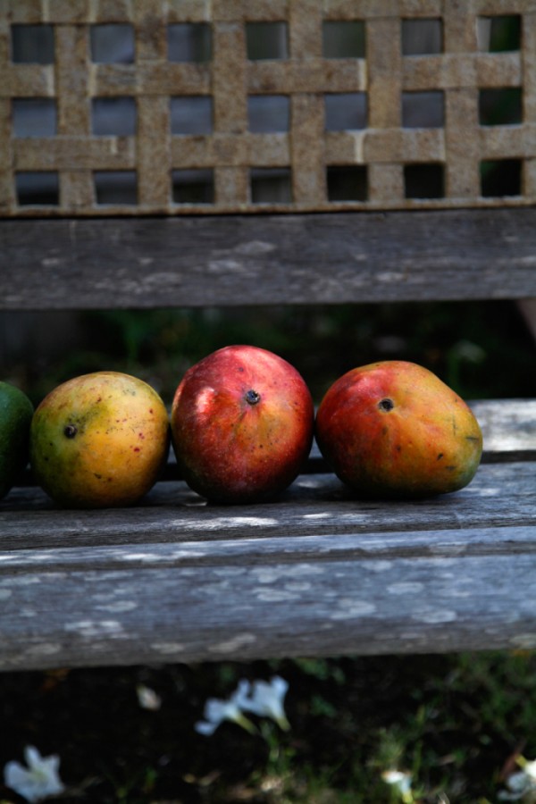 mangobench