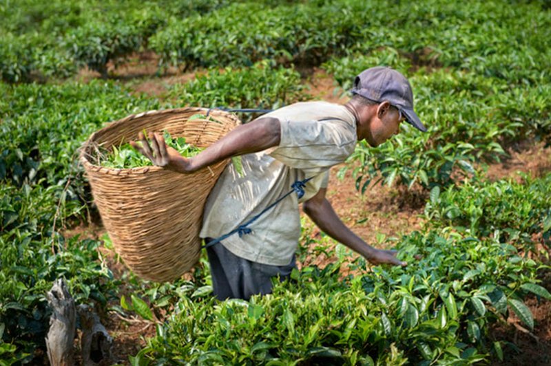 cultivating tea