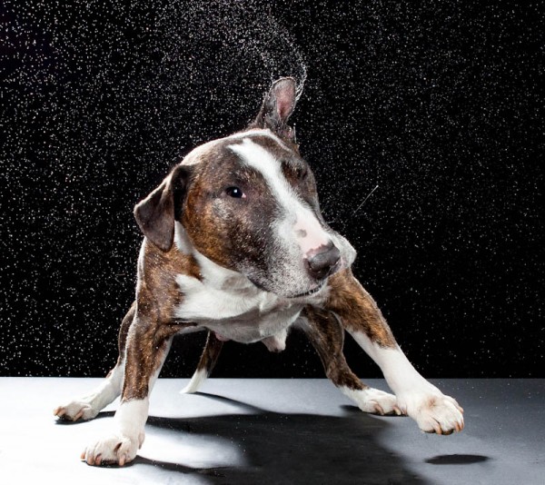 Carli Davidson Dog Shake Series