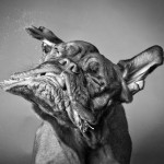 Carli Davidson Dog Shake Series
