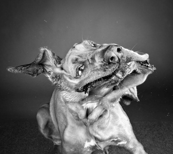 Carli Davidson Dog Shake Series