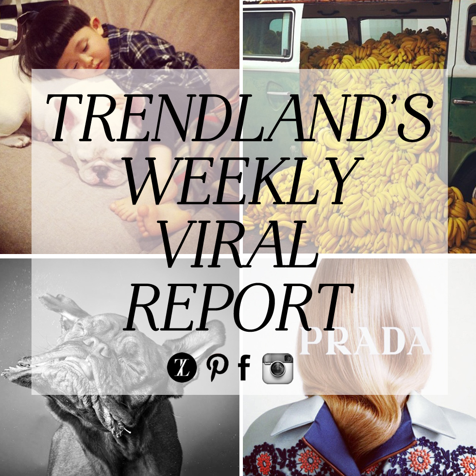 TRENDLANDS WEEKLY VIRAL REPORT