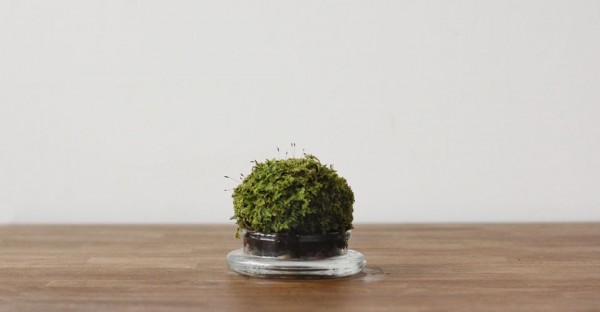 mosser terrarium