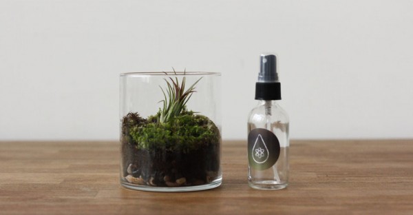 mosser terrarium