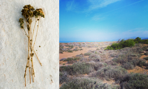 Grecian Herbs from Daphnis and Chloe