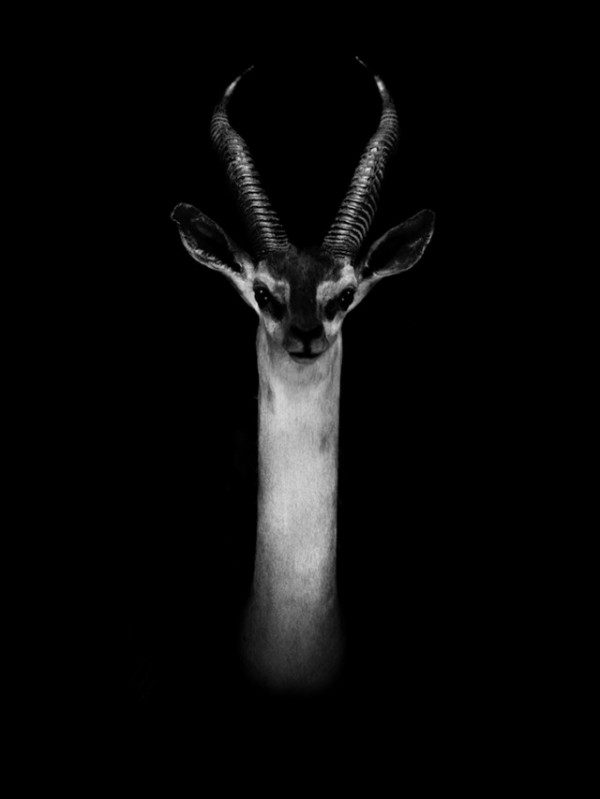 C Owen Dramatic Animal Portraits