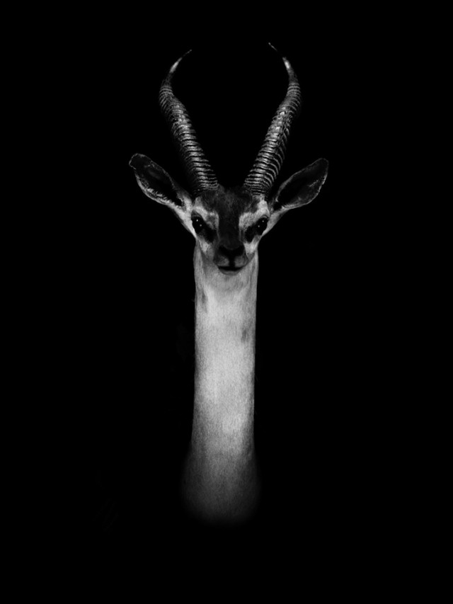 C Owen Dramatic Animal Portraits