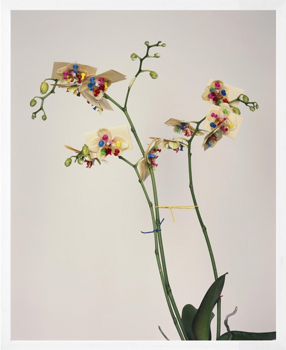 Pawel Bownik Reconstructed Flowers