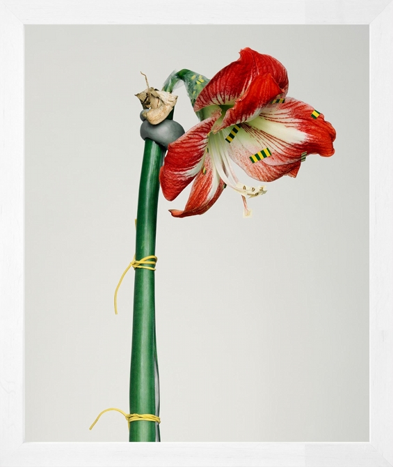 Pawel Bownik Reconstructed Flowers