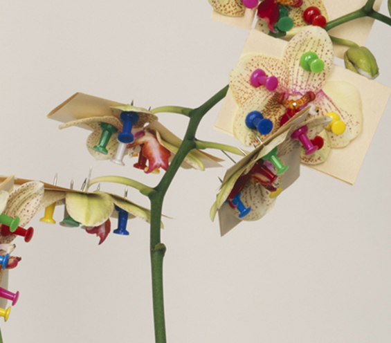 Pawel Bownik Reconstructed Flowers