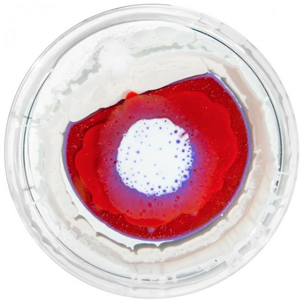 petri dish painting klari reis