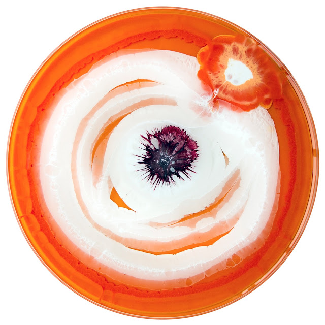 petri-dish-painting-klari-reis-15 petri dish painting klari reis