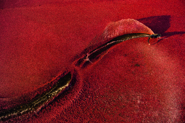 Red Bull Illume Ryan Taylor cranberry field