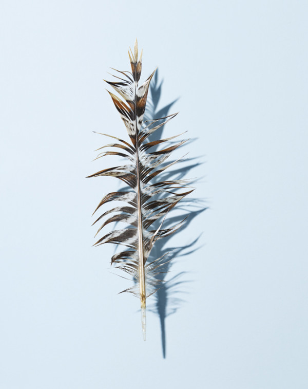 feather series david lidbetter