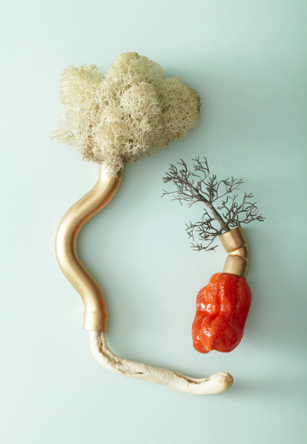 VICTORIA LING PHOTOGRAPHY engineered nature pepper