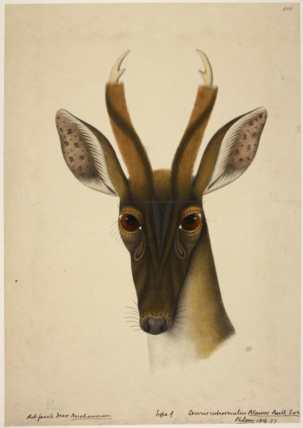 Rare wildlife illustrations the British Library