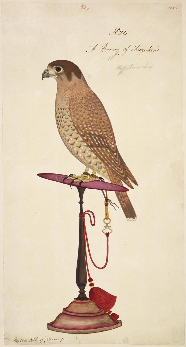 Rare wildlife illustrations the British Library