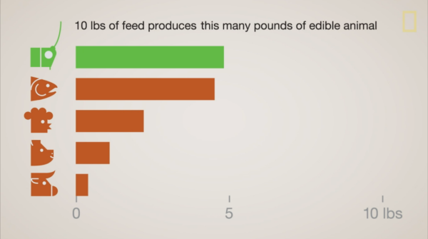 Edible Insects