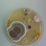 magicalmould_art_