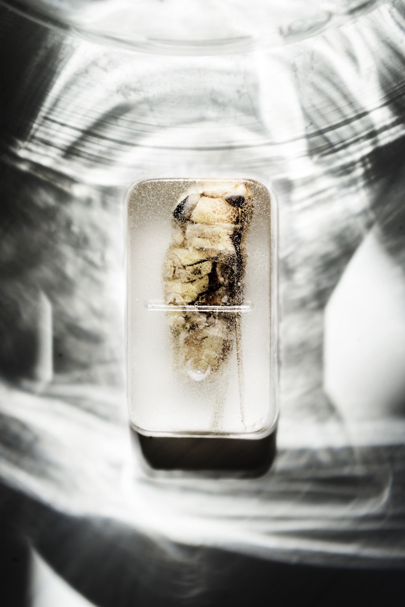 anatomy of a recipe leonie anholts