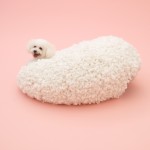 architecture for dogs