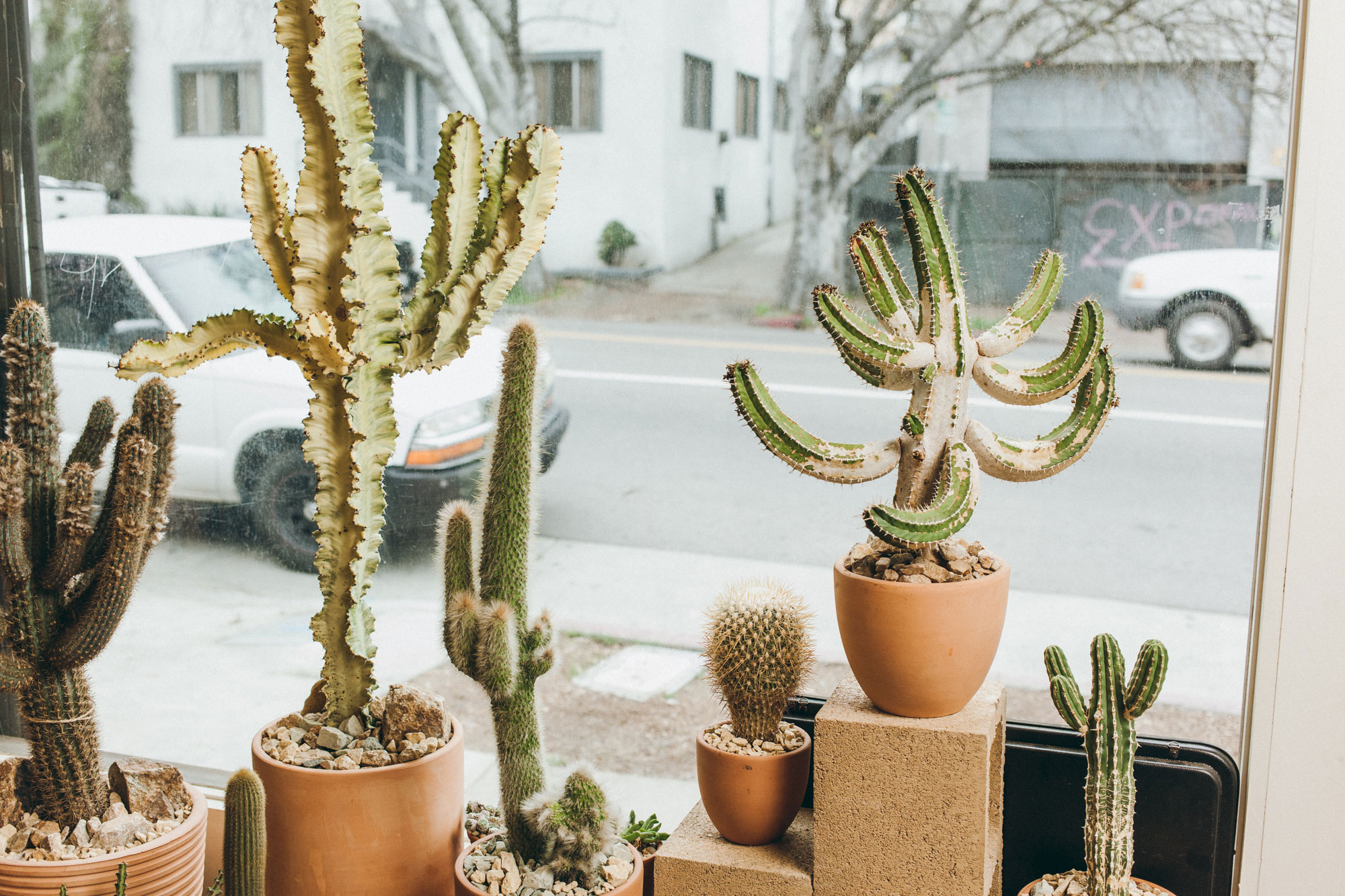 The Cactus Store La