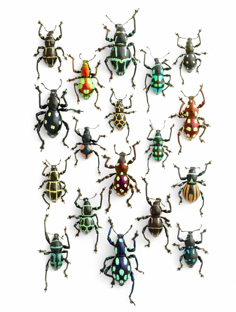 pheromone design christopher marley insects series