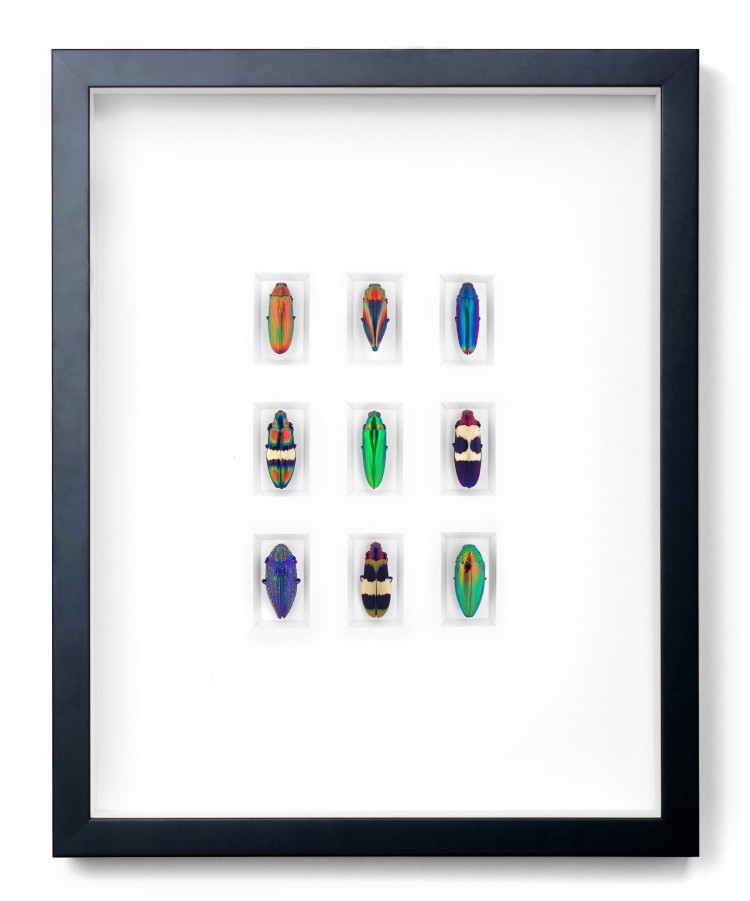 pheromone design christopher marley insects series