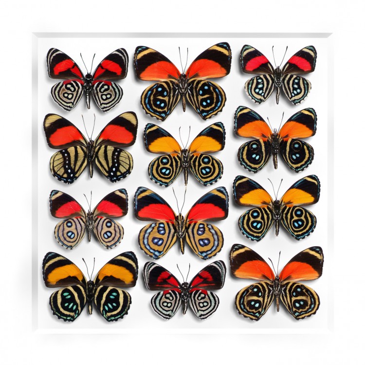 pheromone design christopher marley insects series