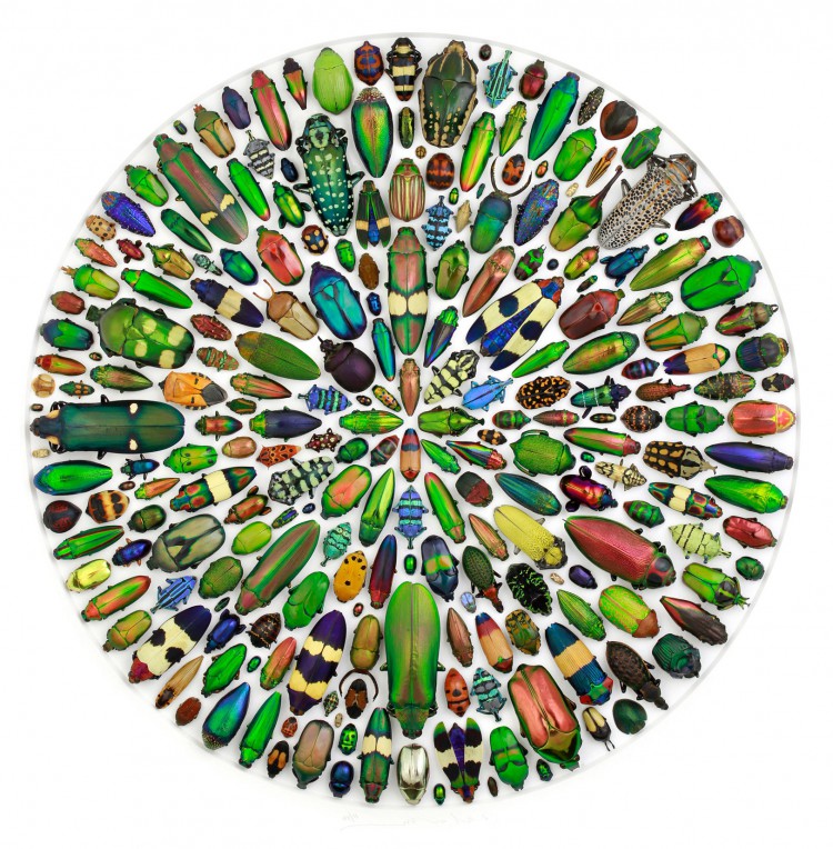 pheromone design christopher marley insects series