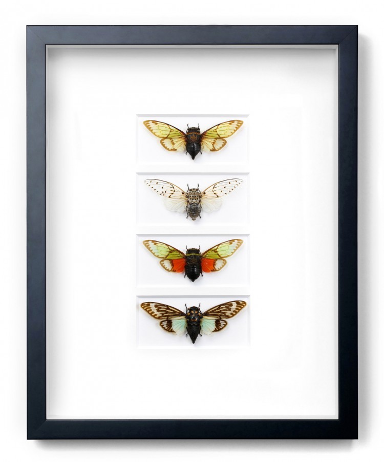 pheromone design christopher marley insects series