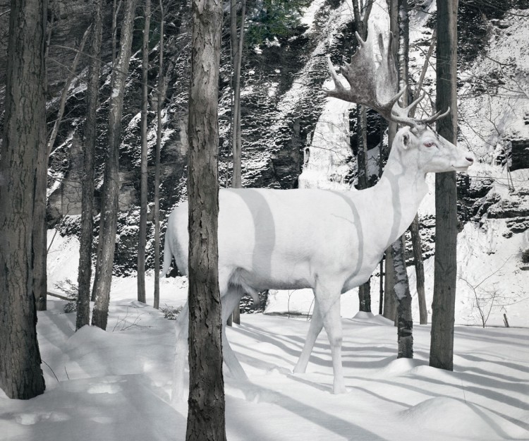 simen johan animal photography