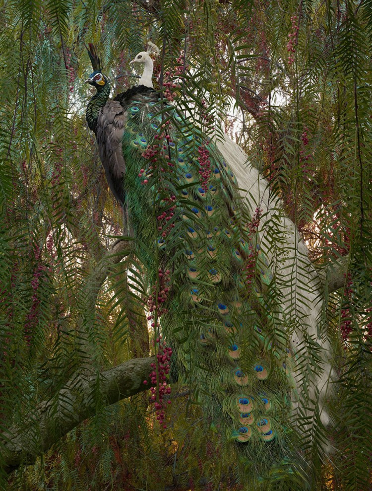 simen johan animal photography