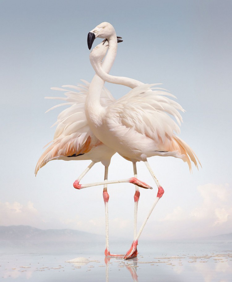 simen johan animal photography