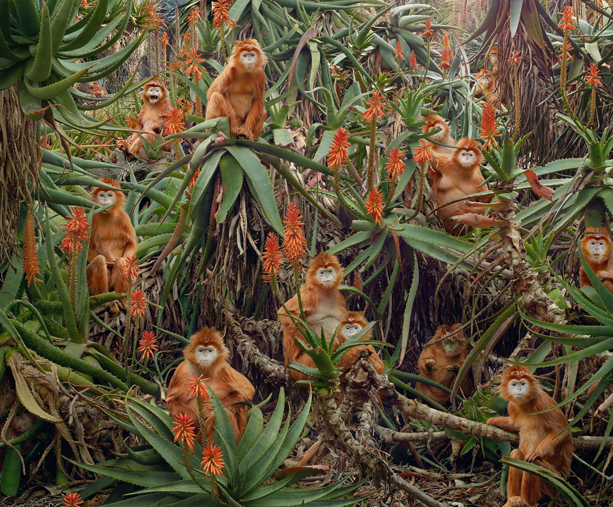 simen johan animal photography