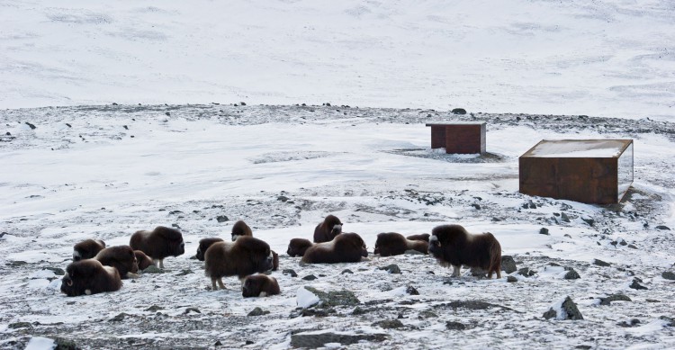 Norwegian Wild Reindeer Centre Pavilion by Snohetta_