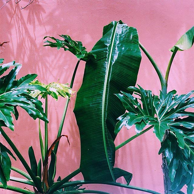 plants on pink