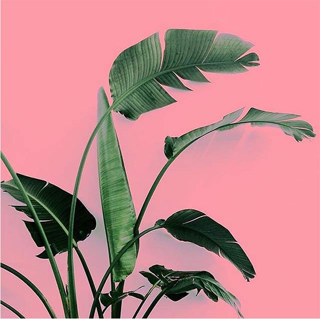 plants on pink