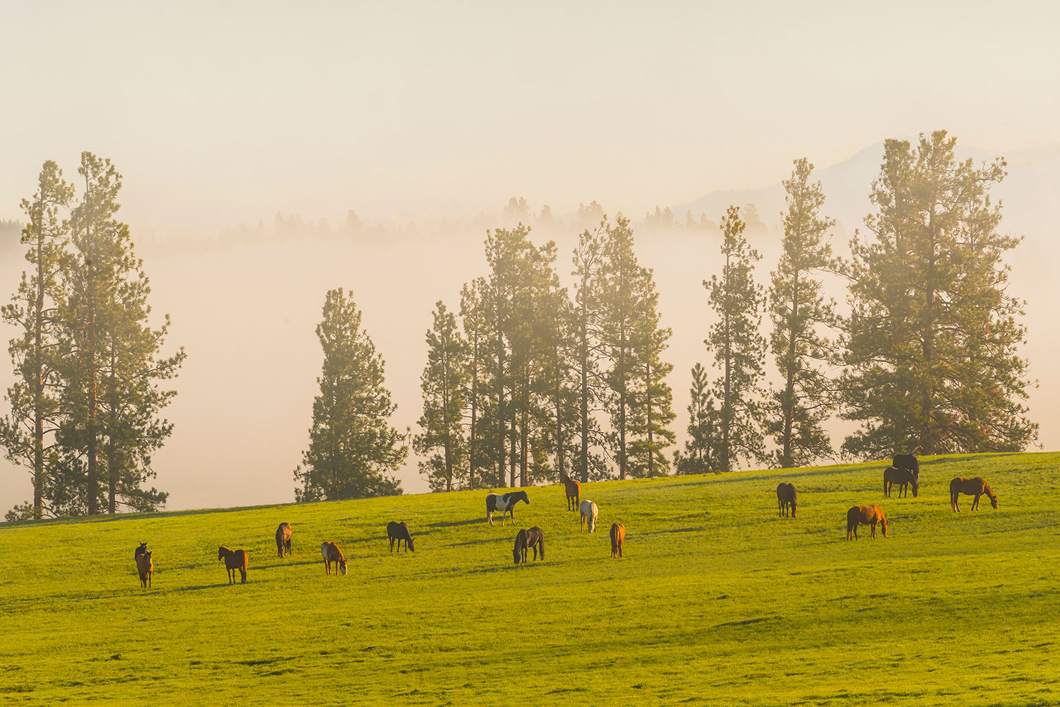 paws up montana travel dose