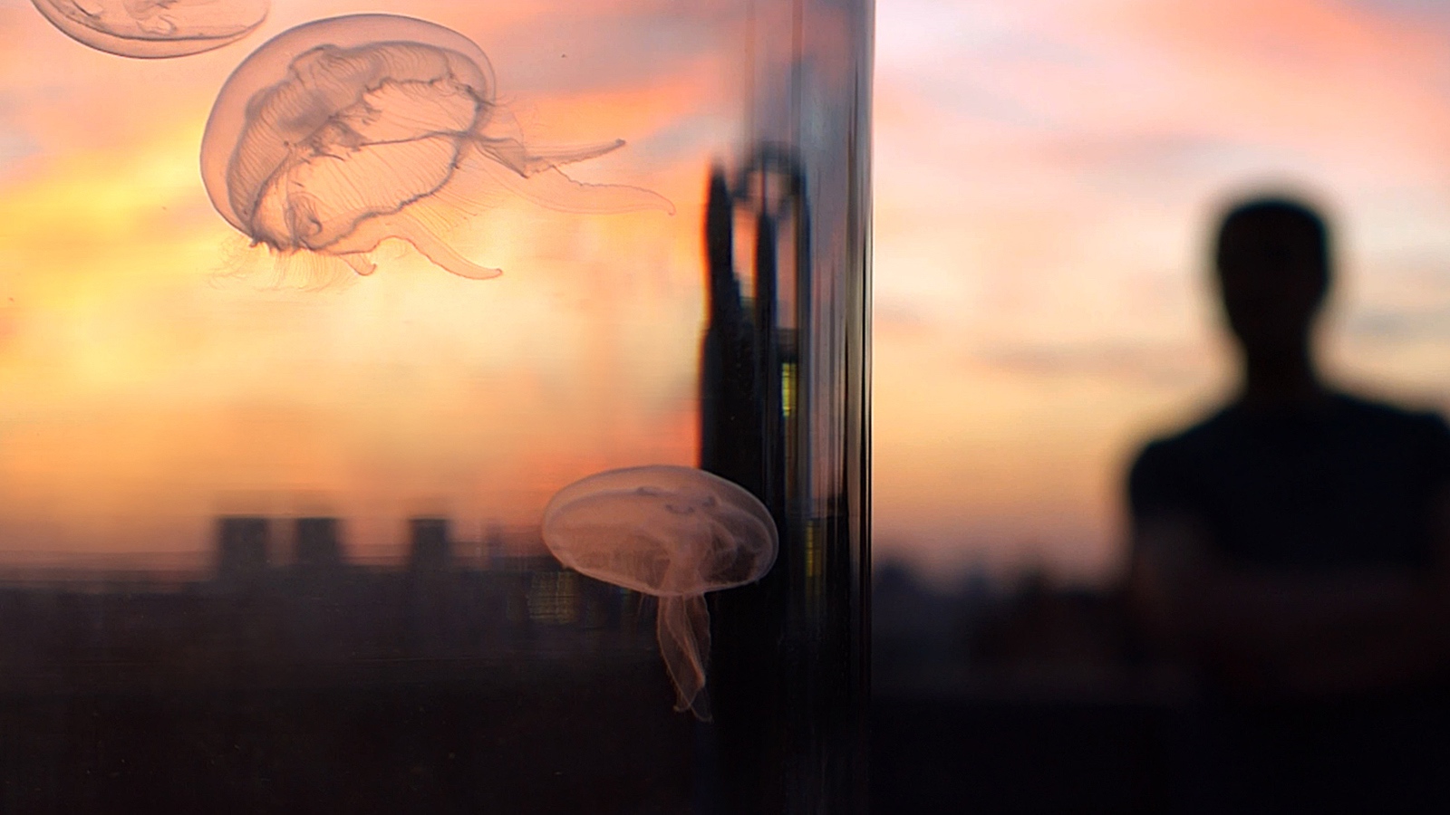the darwin tank jellyfish